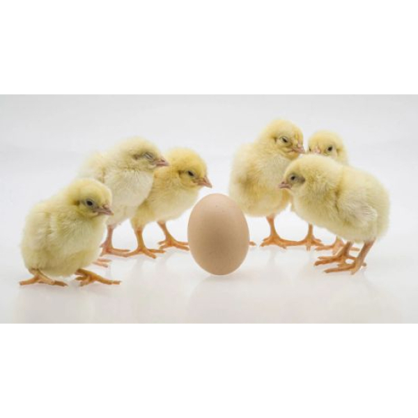 Nopok, hidli blowjob porno